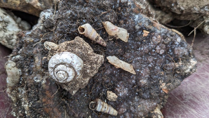 Crystal and shells found